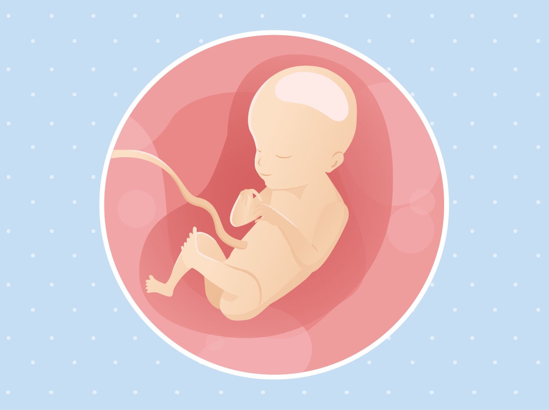 Huitième semaine de grossesse : développement de bébé et alimentation
