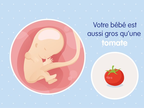pregnancy-belly-fetal-development-week-11 fr
