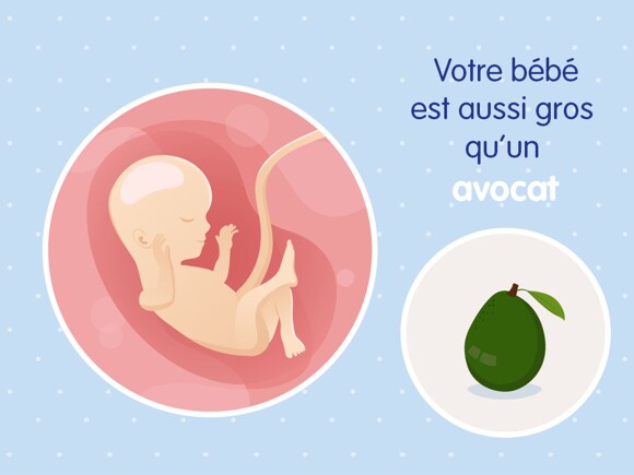 pregnancy-belly-fetal-development-week-16 fr