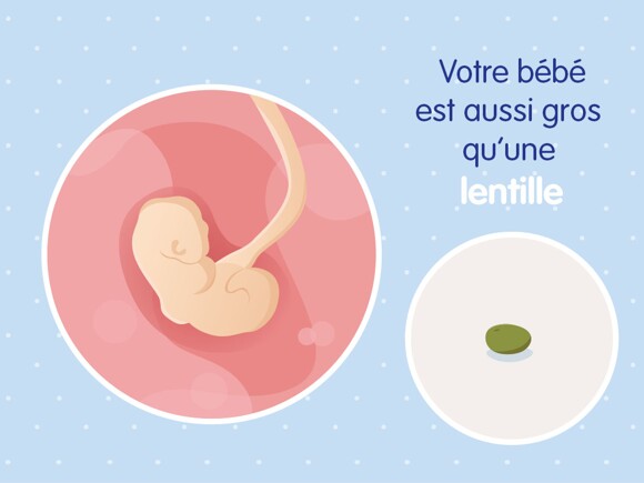 pregnancy-belly-fetal-development-week-4 fr