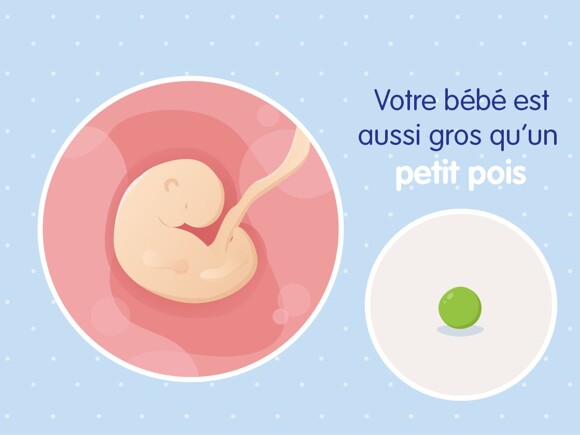 pregnancy-belly-fetal-development-week-5fr