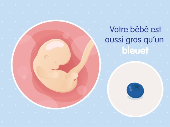 pregnancy-belly-fetal-development-week-7 fr