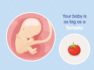 pregnancy week11 temporary pregnancy week11 temporary
