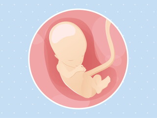 pregnancy week13 temporary pregnancy week13 temporary