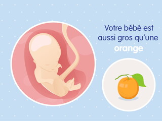 pregnancy-belly-fetal-development-week-14 fr pregnancy-belly-fetal-development-week-14 fr