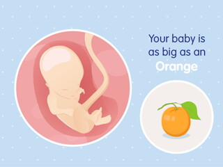 pregnancy week14 temporary pregnancy week14 temporary
