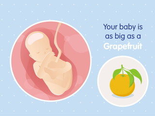 pregnancy week19 temporary pregnancy week19 temporary