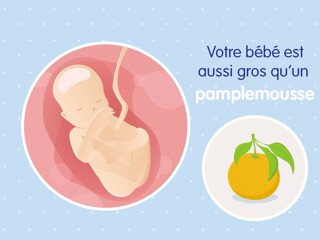 pregnancy-belly-fetal-development-week-19fr