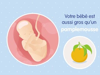 pregnancy-belly-fetal-development-week-19fr pregnancy-belly-fetal-development-week-19fr