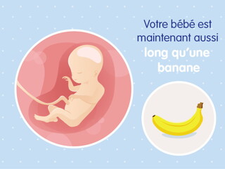 pregnancy-belly-fetal-development-week-20 fr pregnancy-belly-fetal-development-week-20 fr
