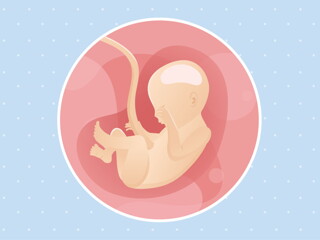 pregnancy week22 temporary pregnancy week22 temporary