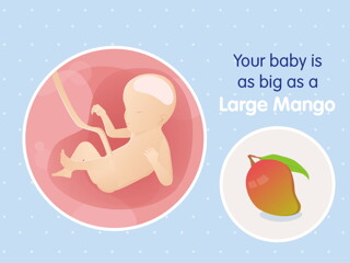 pregnancy week23 temporary pregnancy week23 temporary