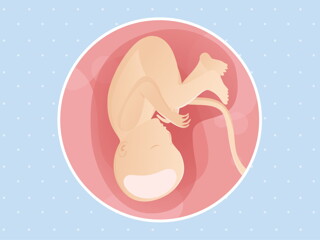 pregnancy week37 temporary pregnancy week37 temporary