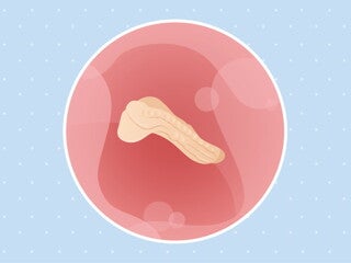 pregnancy-belly-fetal-development-week-3 pregnancy belly fetal development week 3