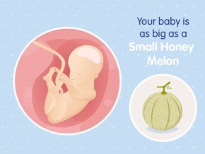 pregnancy week25 temporary pregnancy week25 temporary