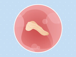 pregnancy-belly-fetal-development-week-3 pregnancy belly fetal development week 3