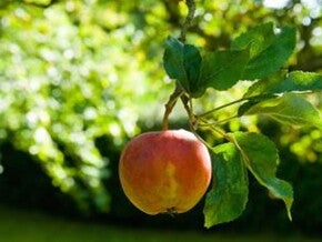 pregnancy diet nutrition