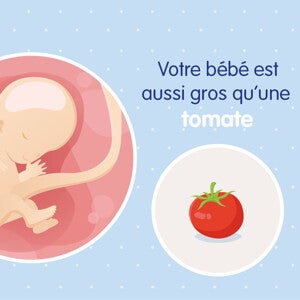 pregnancy-belly-fetal-development-week-11 fr