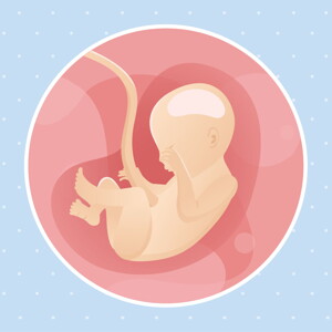 pregnancy week22 temporary pregnancy week22 temporary