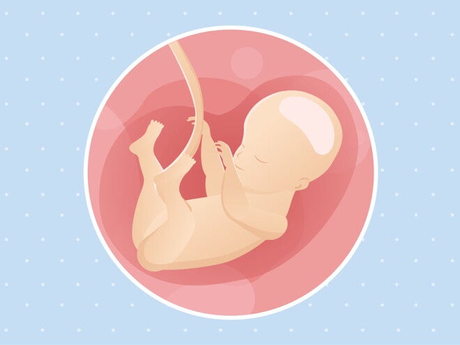 pregnancy week28 temporary pregnancy week28 temporary