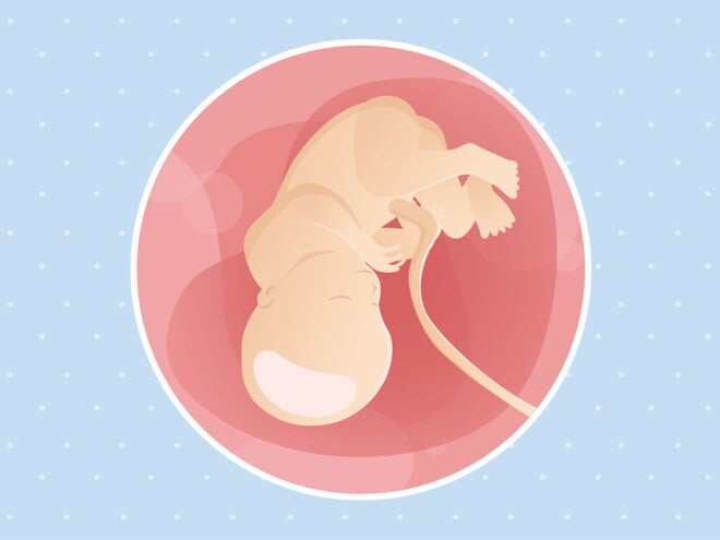 pregnancy week36 temporary pregnancy week36 temporary