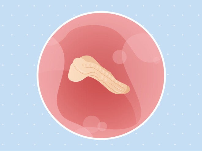 pregnancy-belly-fetal-development-week-3 pregnancy belly fetal development week 3