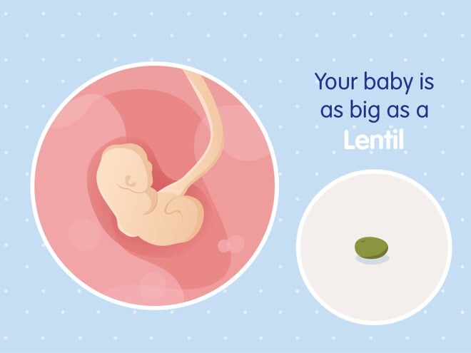 pregnancy week4 temporary pregnancy week4 temporary