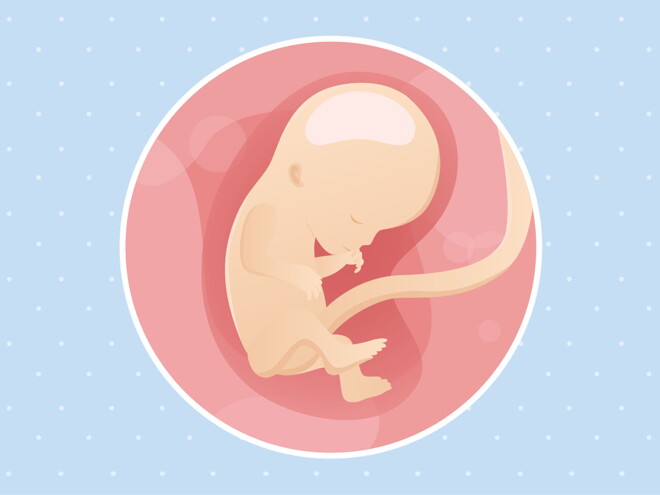pregnancy week12 temporary pregnancy week12 temporary