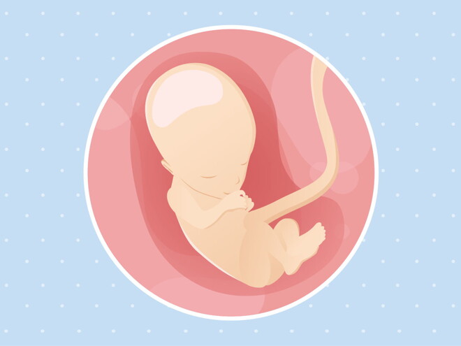 pregnancy week13 temporary pregnancy week13 temporary