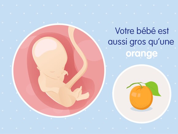 pregnancy-belly-fetal-development-week-14 fr
