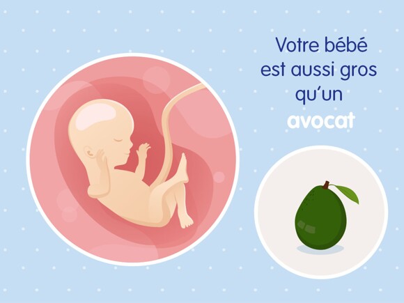 pregnancy-belly-fetal-development-week-16 fr