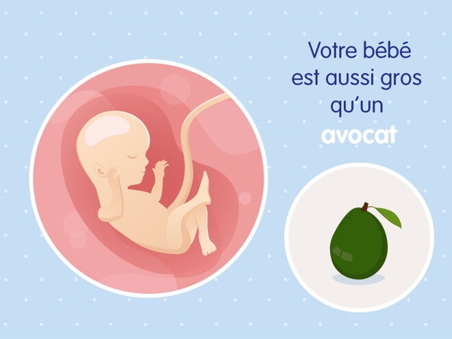 pregnancy-belly-fetal-development-week-16 fr pregnancy-belly-fetal-development-week-16 fr