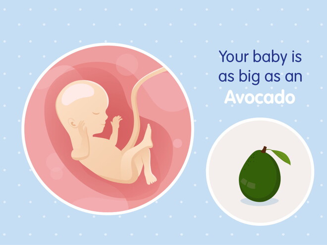 pregnancy week16 temporary pregnancy week16 temporary