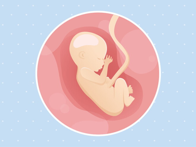 pregnancy week17 temporary pregnancy week17 temporary