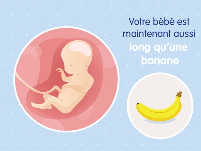 pregnancy-belly-fetal-development-week-20fr pregnancy-belly-fetal-development-week-20fr