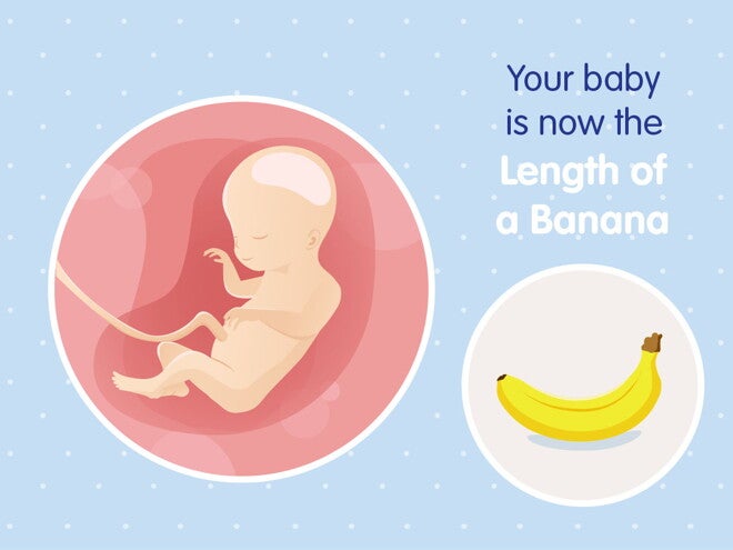 pregnancy week20 temporary pregnancy week20 temporary