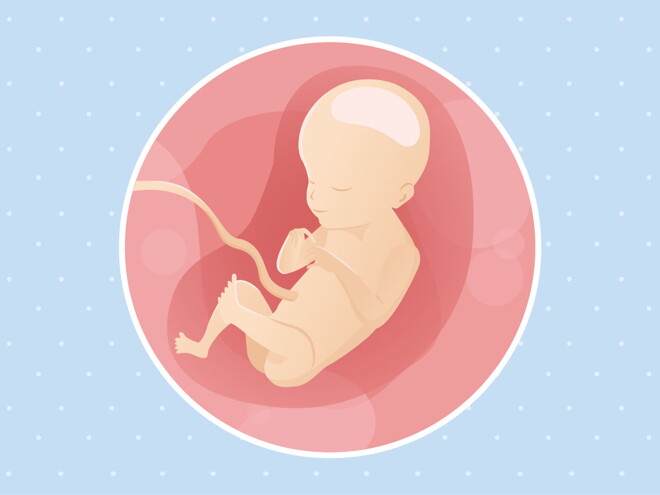 pregnancy week21 temporary pregnancy week21 temporary