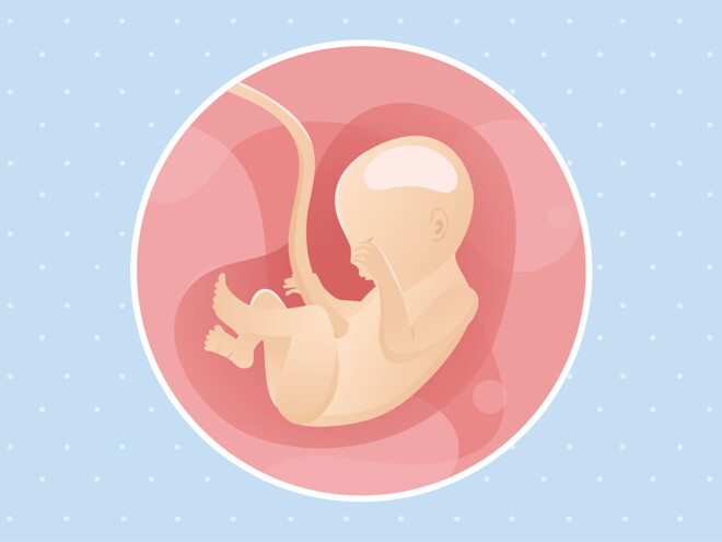 pregnancy week22 temporary pregnancy week22 temporary