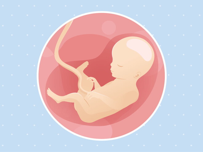 pregnancy week27 temporary pregnancy week27 temporary