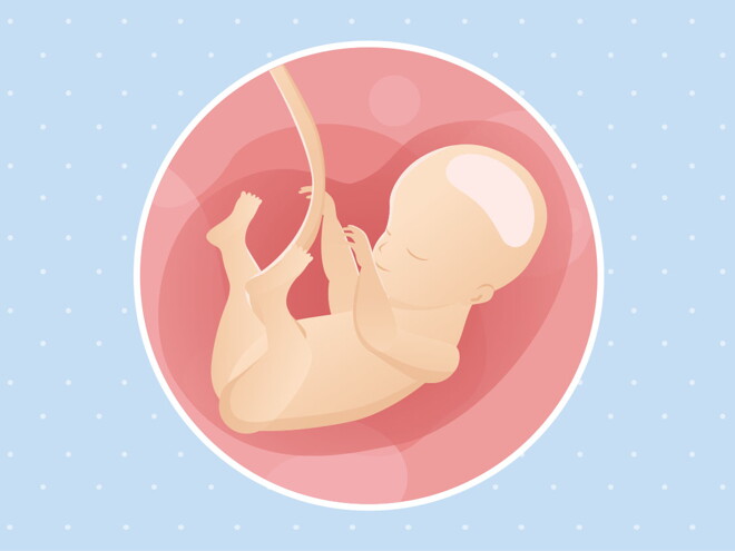 pregnancy week28 temporary pregnancy week28 temporary