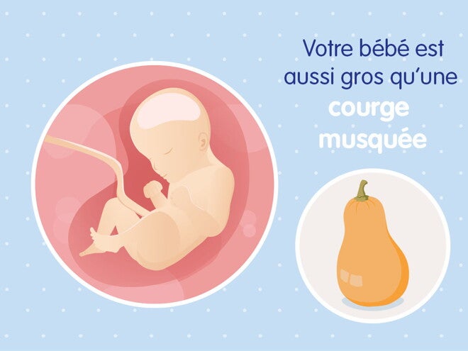 pregnancy-belly-fetal-development-week-29fr