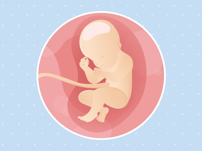 pregnancy week31 temporary pregnancy week31 temporary