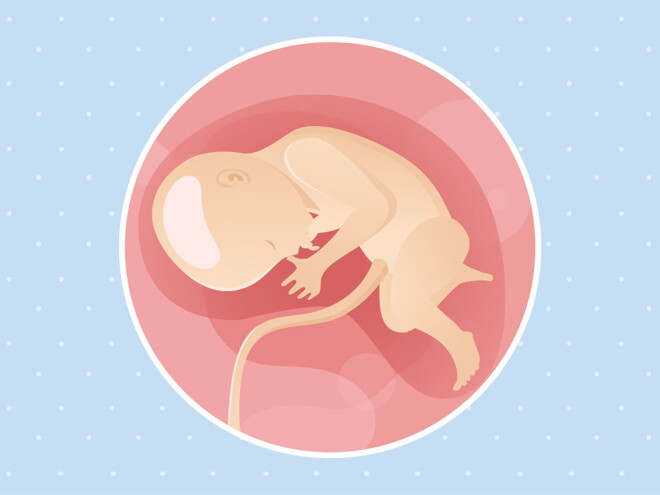 pregnancy week33 temporary pregnancy week33 temporary