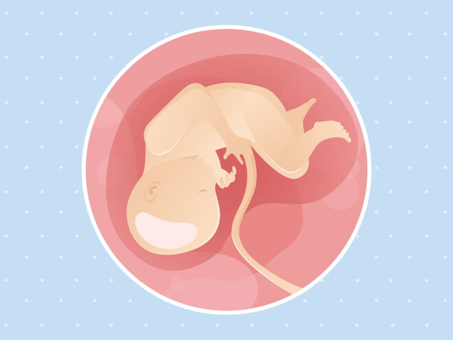 pregnancy week34 temporary pregnancy week34 temporary