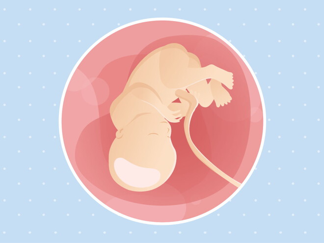 pregnancy week36 temporary pregnancy week36 temporary