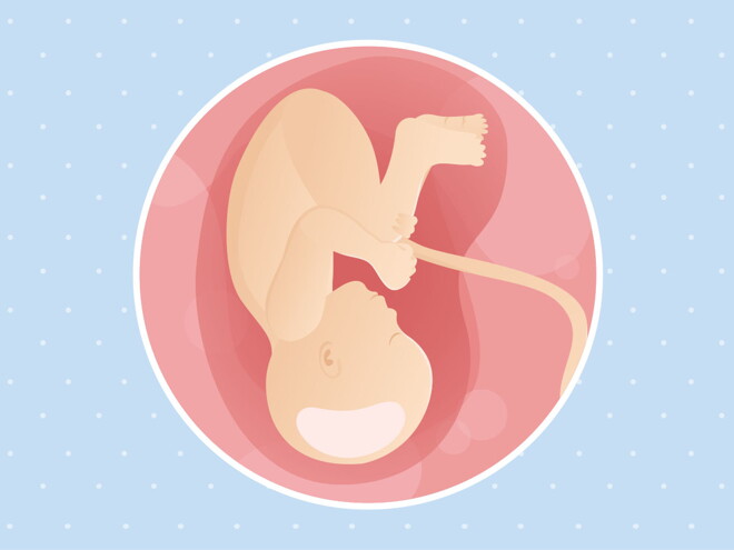 pregnancy week38 temporary pregnancy week38 temporary
