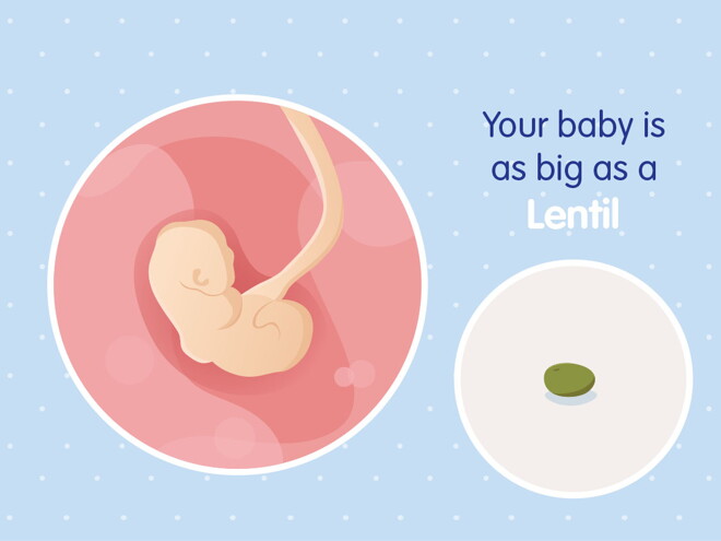 pregnancy week4 temporary pregnancy week4 temporary