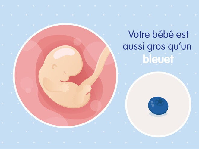 pregnancy-belly-fetal-development-week-7fr pregnancy-belly-fetal-development-week-7fr