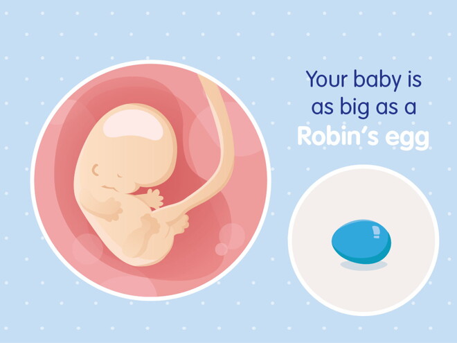 pregnancy week8 temporary pregnancy week8 temporary