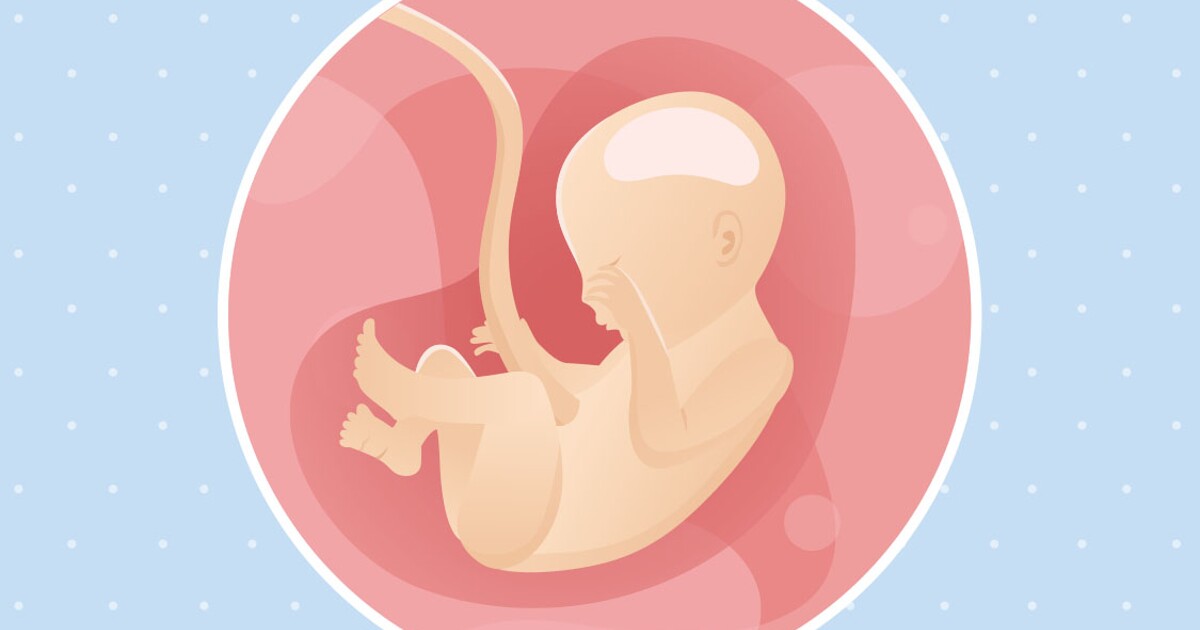 Huitième semaine de grossesse : développement de bébé et alimentation
